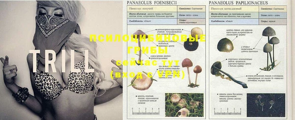 PSILOCYBIN Верхний Тагил